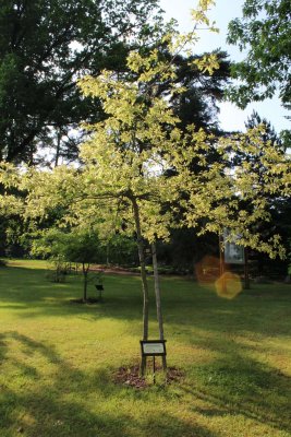 Quercus cerris 'Argenteovariegata' - dub cer - jarní habitus